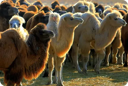 High-Quality Milk Source