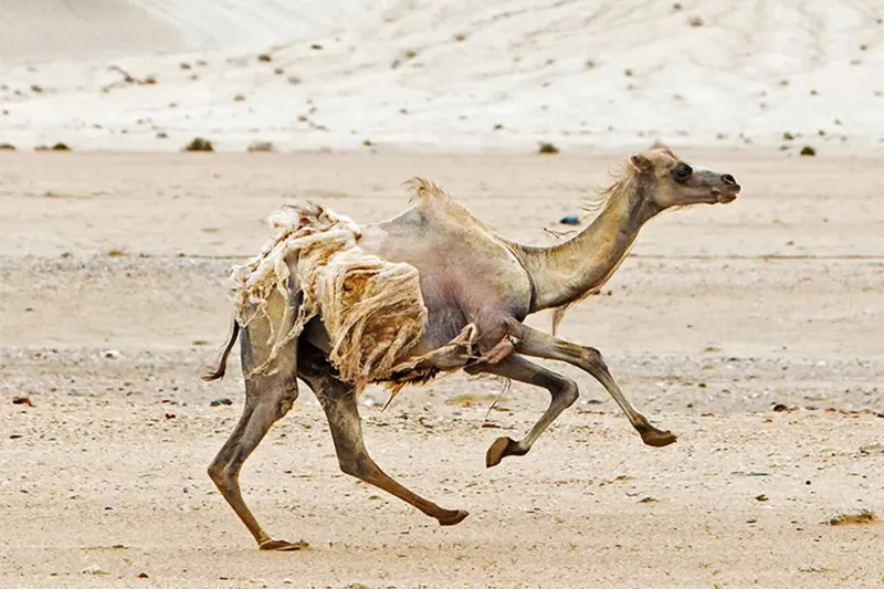 Scientific Analysis of Camel Hair Loss: The Synergetic Evolution of Physiological Mechanisms and Environmental Adaptation