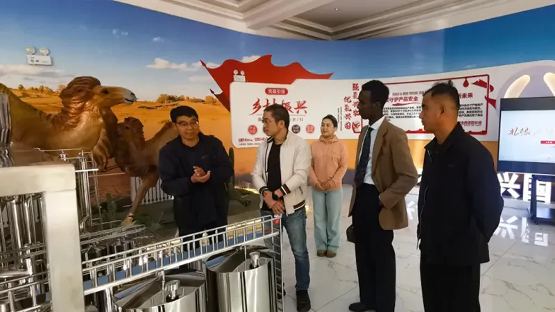 Camel bells echo, mountains and seas travel together | Somali customers visit Bart Dairy for inspection and exchange
