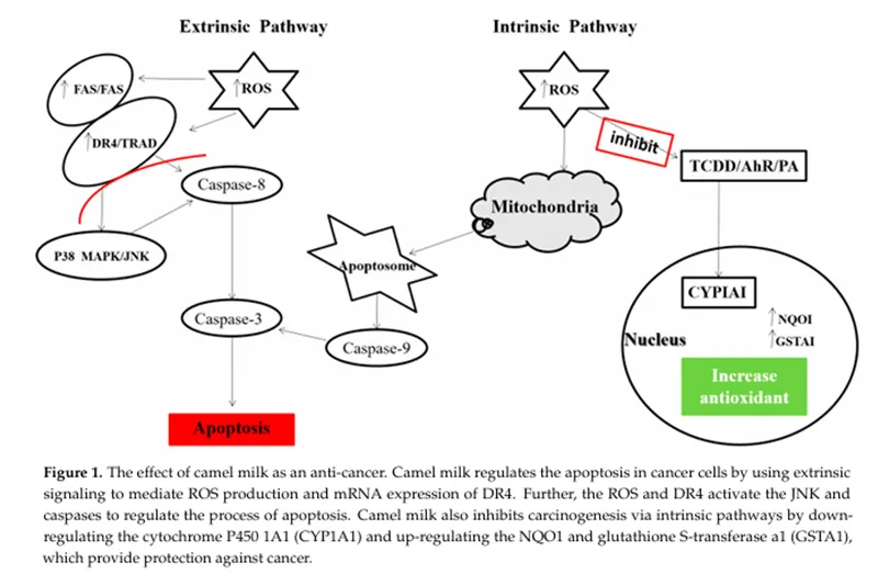 【Research on Camels】Can camel milk fight cancer and hepatitis?