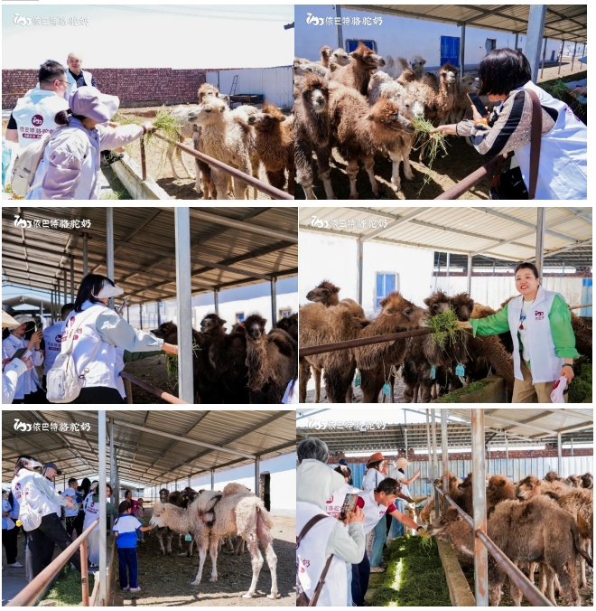From Pasture to Camel Milk: This Source-Tracing Tour Brings Us Closer to Purity
