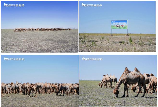 From Pasture to Camel Milk: This Source-Tracing Tour Brings Us Closer to Purity