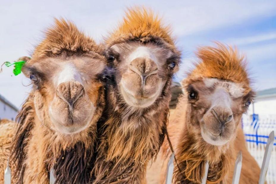 At the Expo | Encounter Xinjiang Organic Camel Milk at Organic Moments Asia