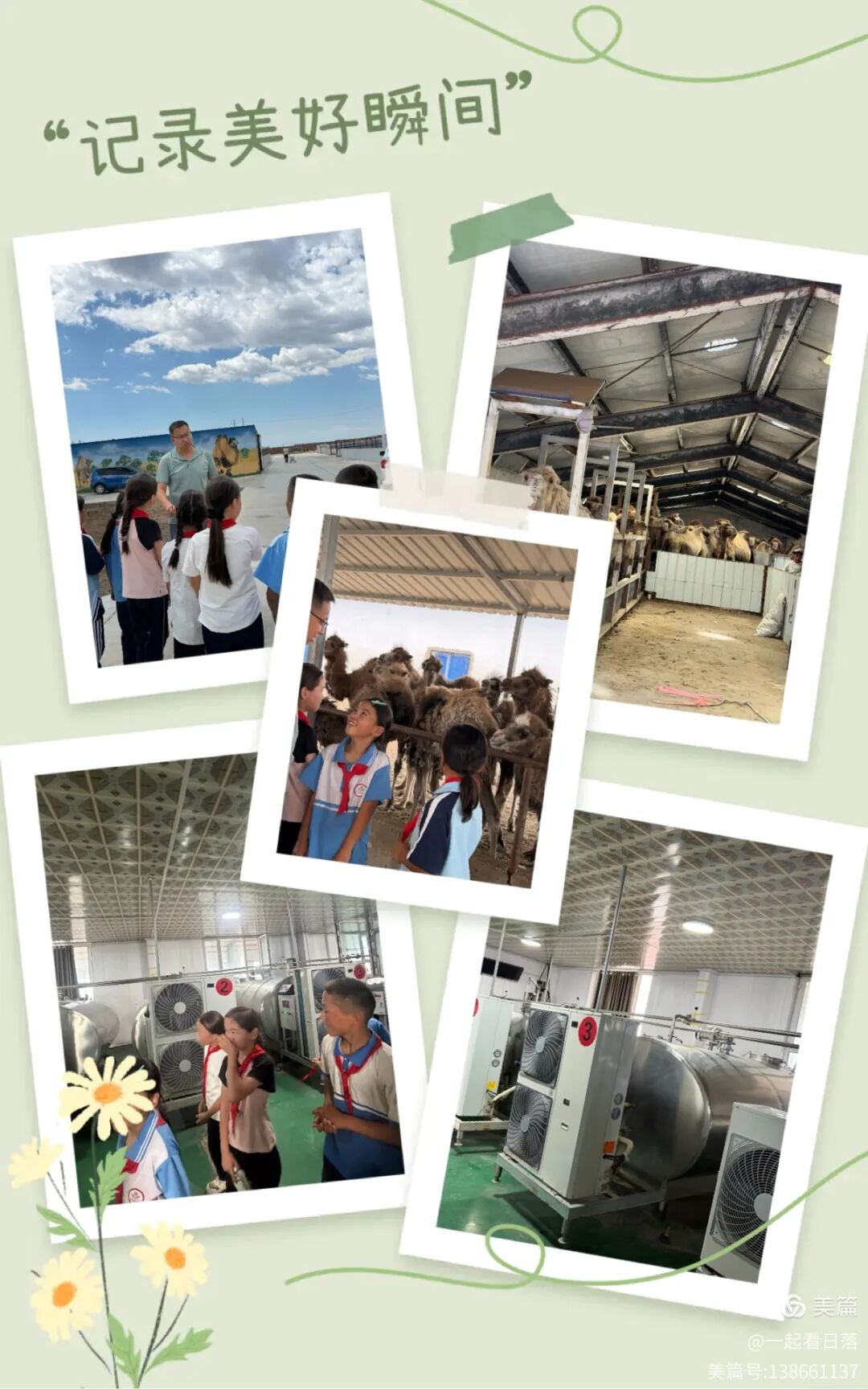 Fragrant Camel Milk Comforts Young Hearts, Sweet Zongzi Warms Youthful Days